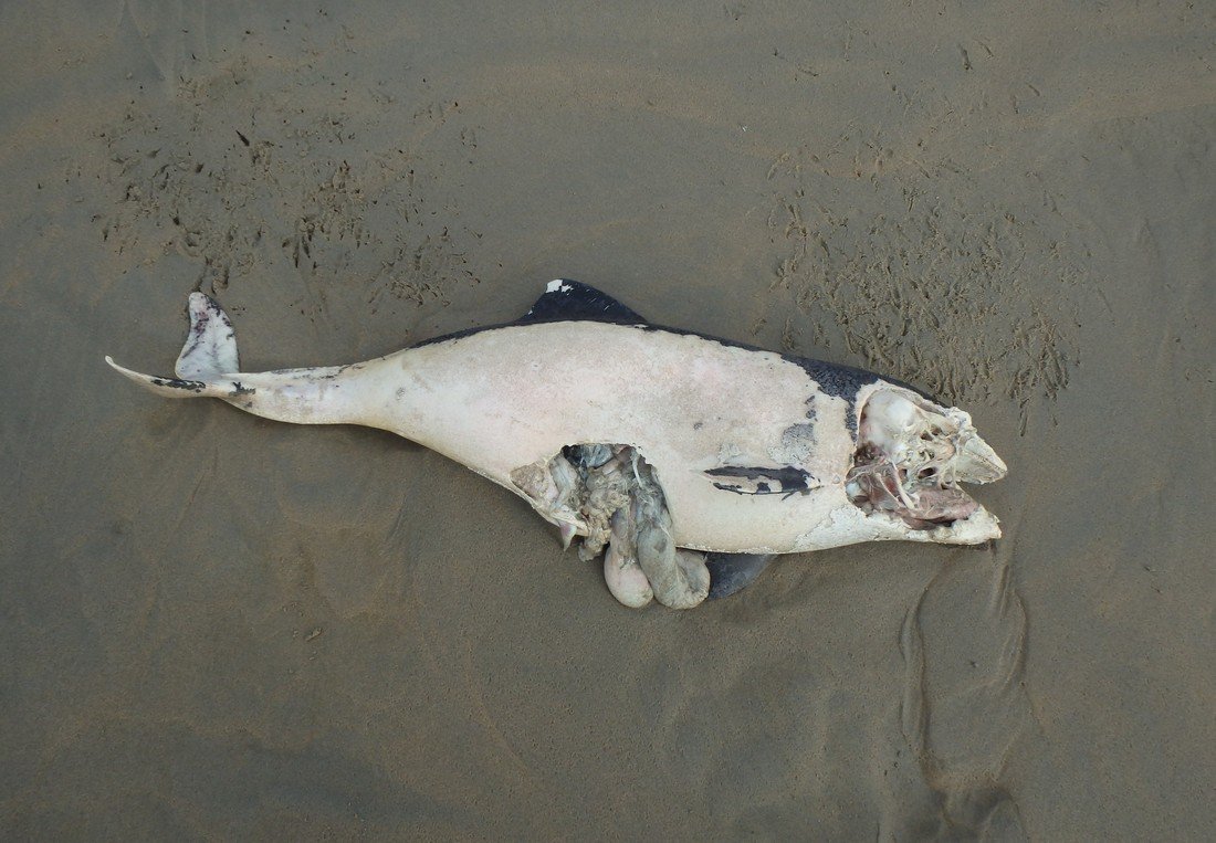 Drie dode bruinvissen op het strand van Noordwijk voor de EHBZ